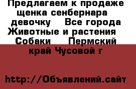 Предлагаем к продаже щенка сенбернара - девочку. - Все города Животные и растения » Собаки   . Пермский край,Чусовой г.